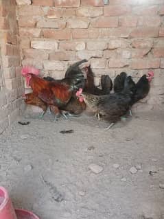 Desi hens