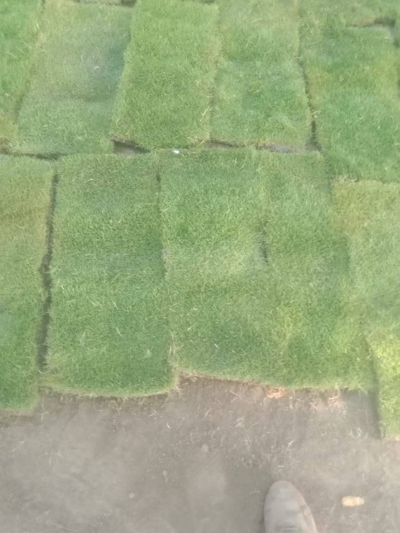 Artificial Grass Ground||Natural Grass|Artifical Grass|Grass flooring 6