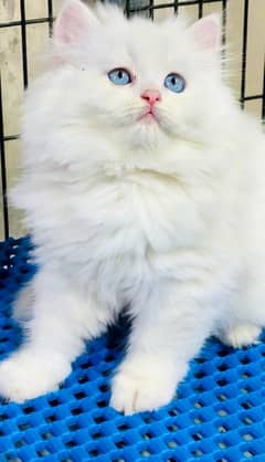 Persian cats | Punch Face cats | Triple Coated cats | Kittens and cats