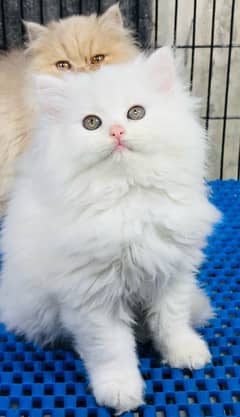 Persian cats | Punch Face cats | Triple Coated cats | Kittens and cats