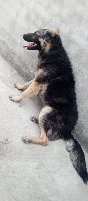 German Shepherd male available for sale 0