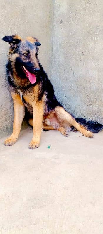 German Shepherd male available for sale 2