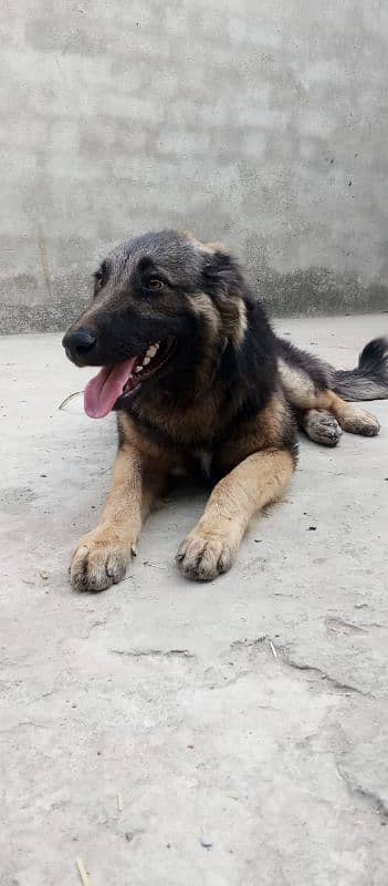 German Shepherd male available for sale 3