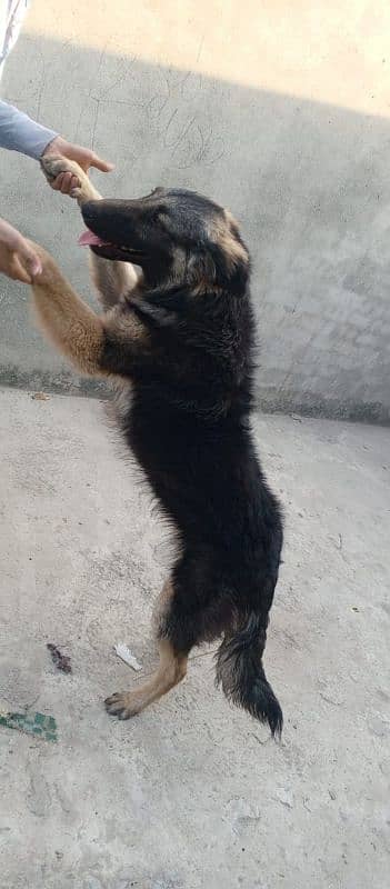 German Shepherd male available for sale 4