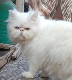 Piki Face Odd eye Stud Male | Peki | Peke | Stud | matting| Persian