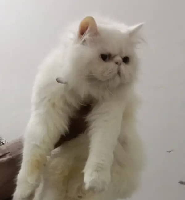 Piki Face Odd eye Stud Male | Peki | Peke | Stud | matting| Persian 2