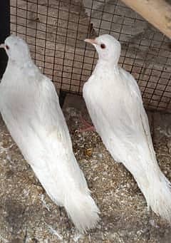 White Dove Breeder Pair