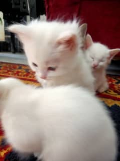 four kittens for sale