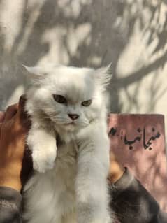 Persian