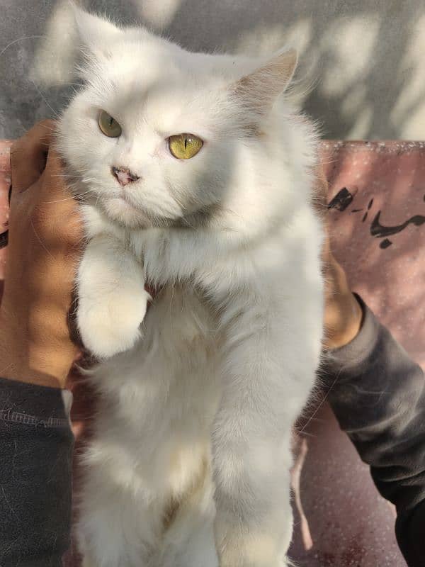 Persian Cat Home used 1