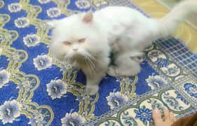 Persian cat