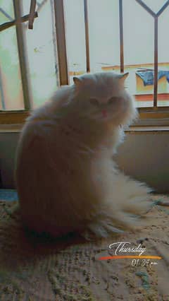 Persian cat for sale Home tamed 1 year old