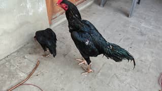 Pure Japany Heera Shamo Aseel Murgh & Hen pair egg laying