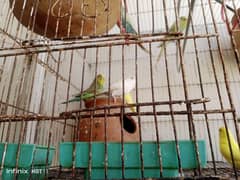 Australian parrot bugie pair VIP tota