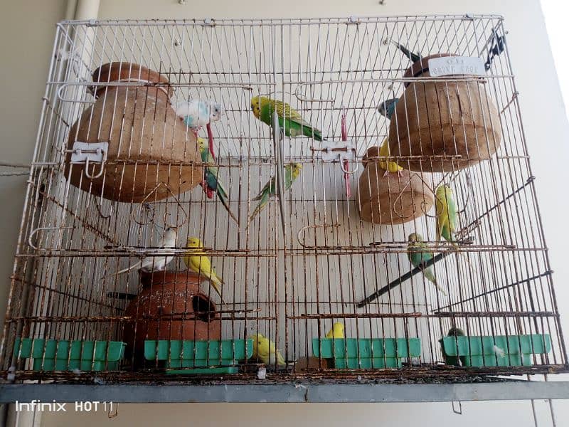 Australian parrot bugie pair VIP tota 1