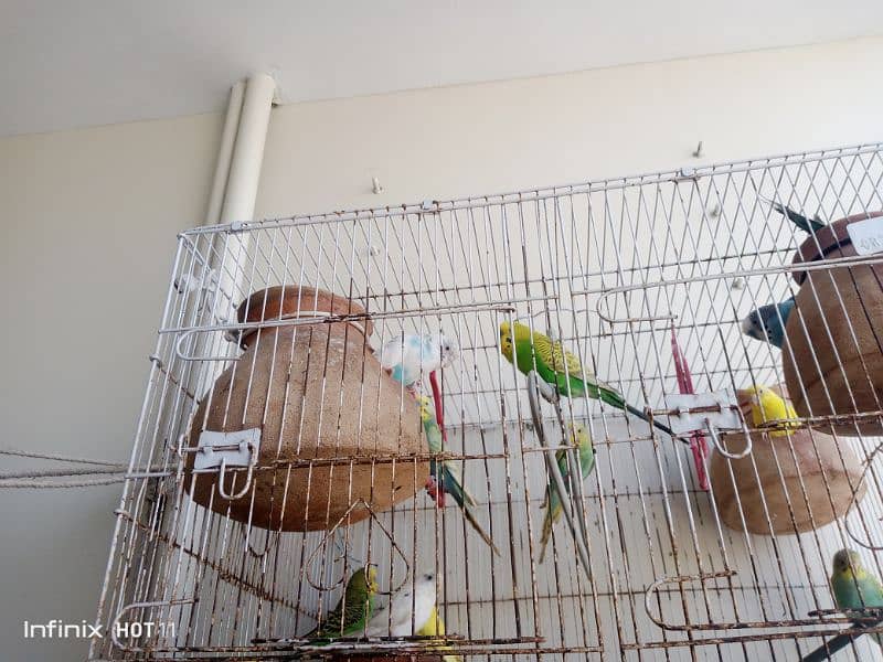 Australian parrot bugie pair VIP tota 2