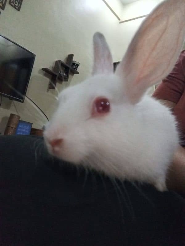 small cute red eyes white pet bunnies 2