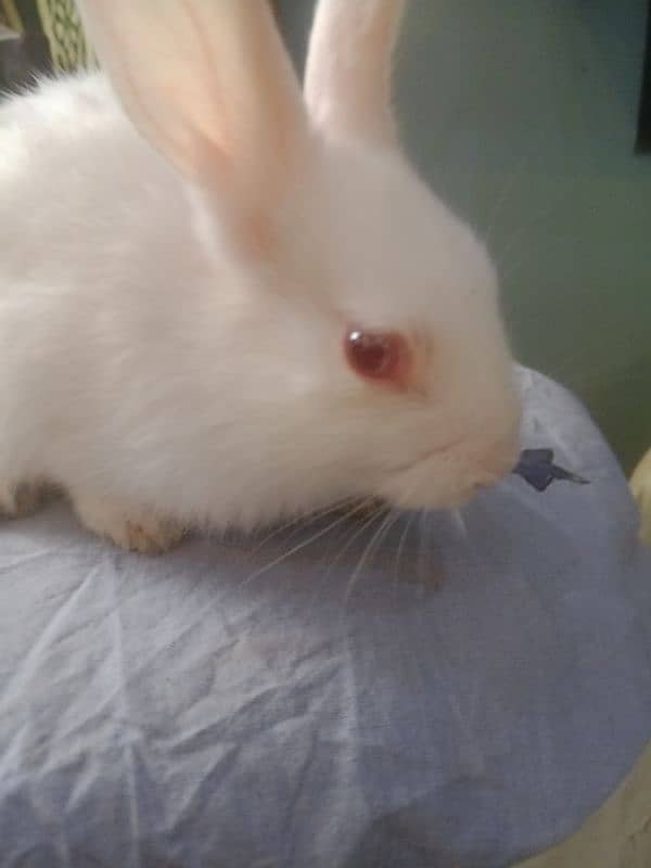 small cute red eyes white pet bunnies 3