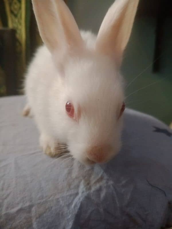 small cute red eyes white pet bunnies 4