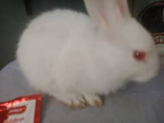 small cute red eyes white pet bunnies