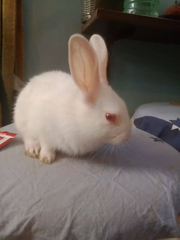 small cute red eyes white pet bunnies 5