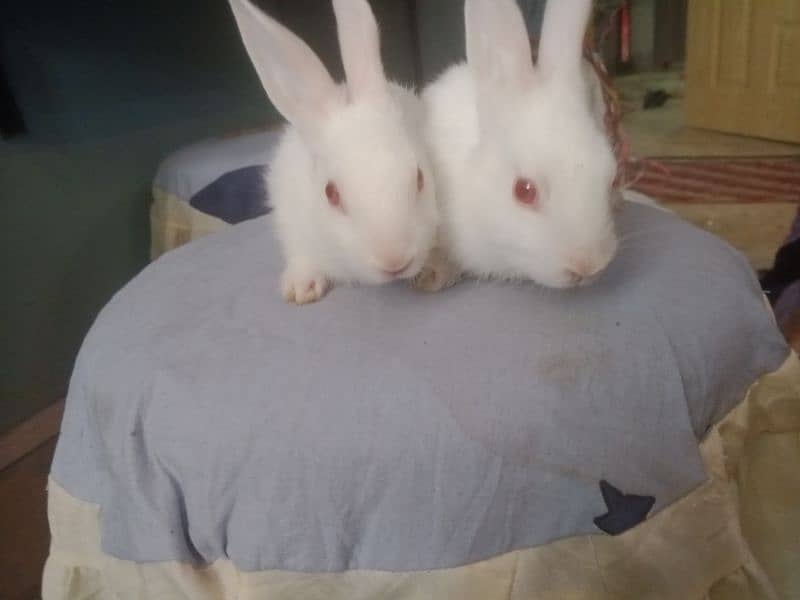 small cute red eyes white pet bunnies 6