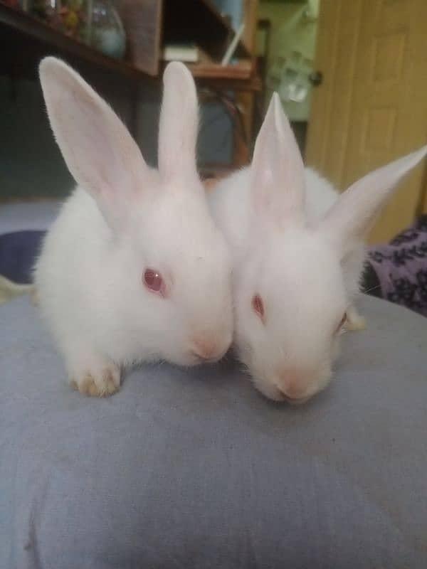 small cute red eyes white pet bunnies 7