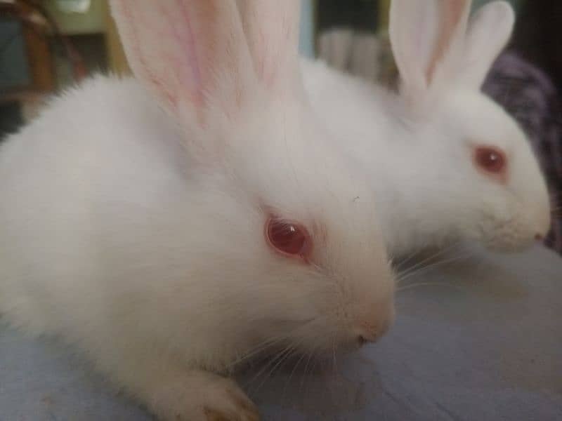 small cute red eyes white pet bunnies 1