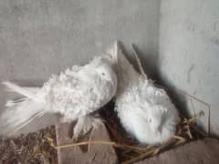 ferril back pigeon confirm breder pair urgent sale &2 Laka pigeon