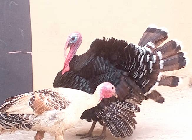 Turkey pair ( feel murgh ) 0