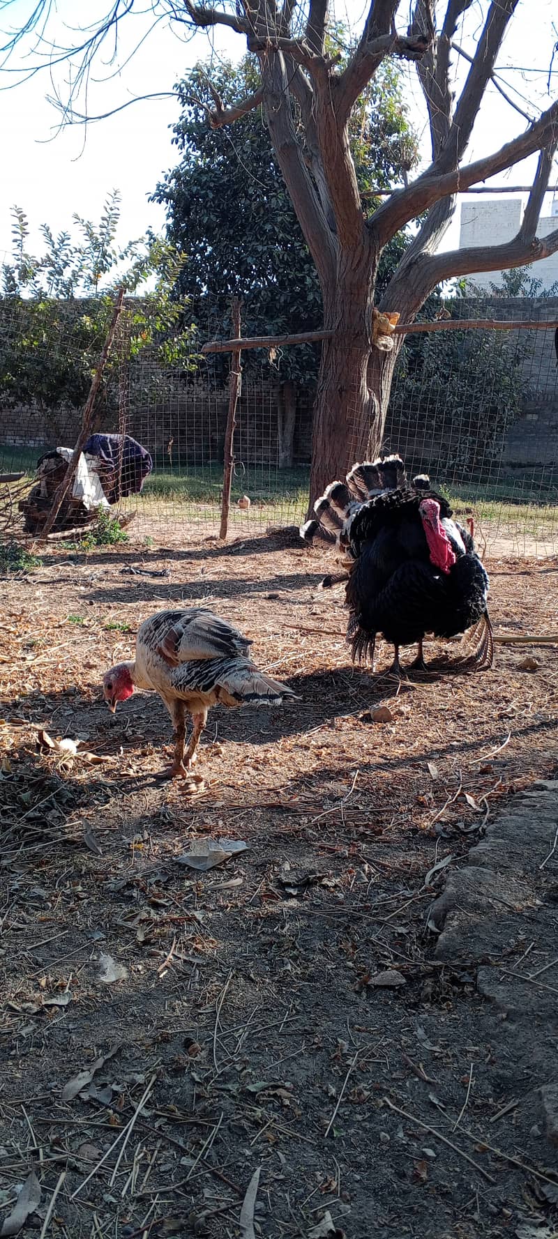 Turkey pair ( feel murgh ) 5