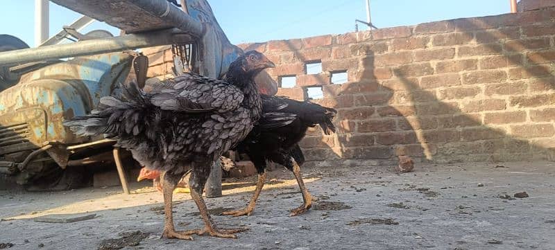 ganoi or sindhi breed available 0 3 0 4 4 6 7 5 6 7 9 7