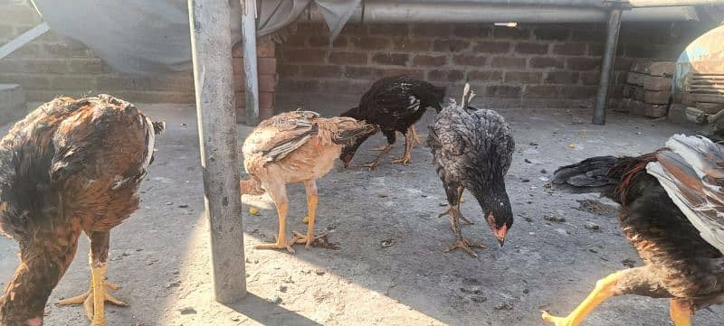 ganoi or sindhi breed available 0 3 0 4 4 6 7 5 6 7 9 17