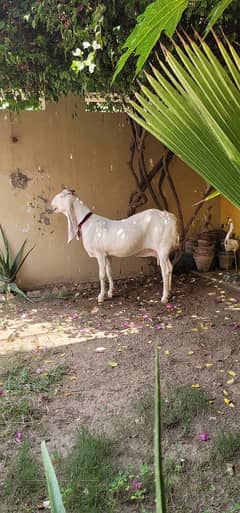 healthy and active goat female ghar ki phali huwai bakri hai