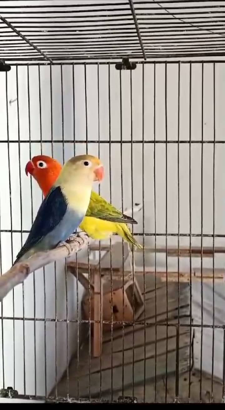 Love birds 0