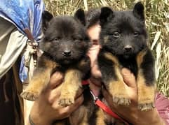 long coat german shepherd pair for sale | GSD puppy pair | long coat