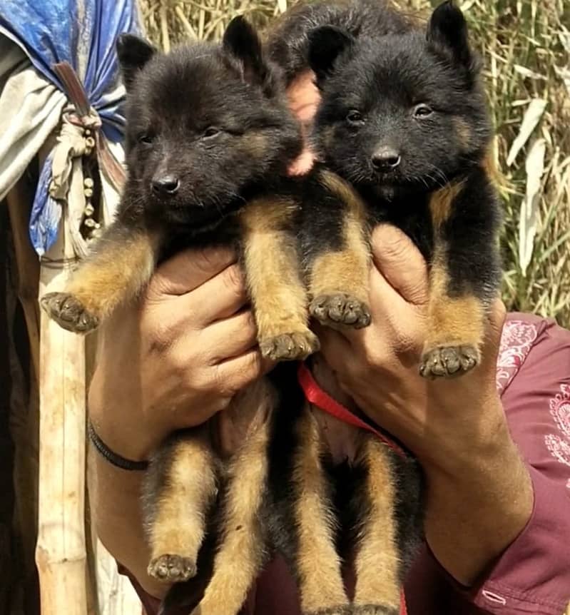 long coat german shepherd pair for sale | GSD puppy pair | long coat 2