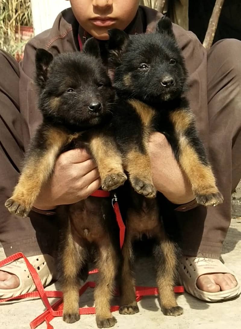 long coat german shepherd pair for sale | GSD puppy pair | long coat 3