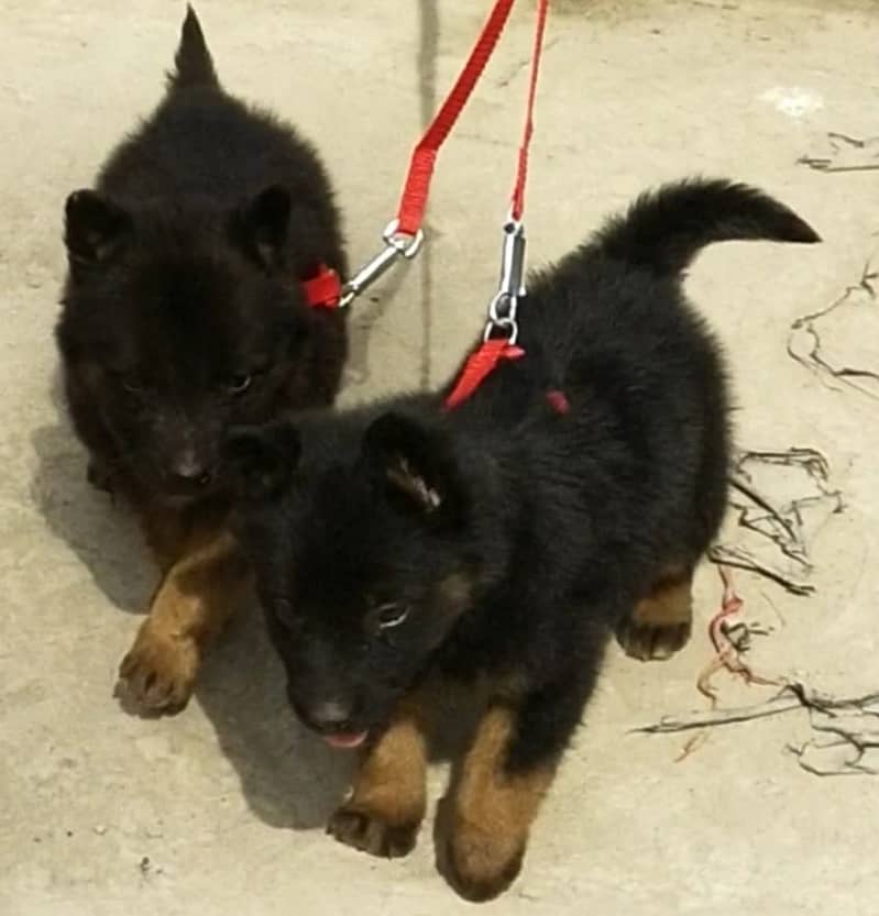 long coat german shepherd pair for sale | GSD puppy pair | long coat 4