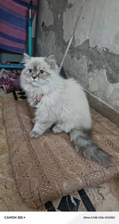 *Breed = Persian Triple Coated*   *pure Breed*   *Healthy