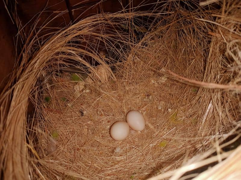 lovebirds 2 Year pair on eggs 0