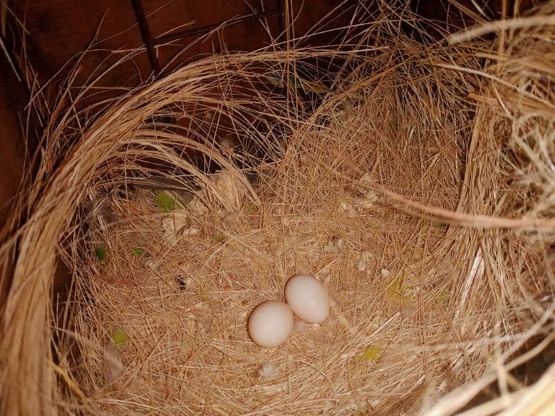 lovebirds 2 Year pair on eggs 2