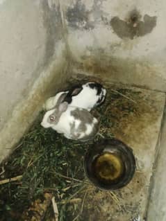 urgent sell rabit