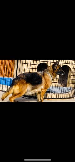 German shepherd dog breadr  female