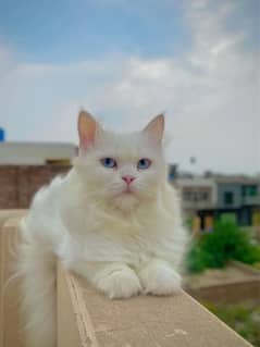 Persian Cat For Sale