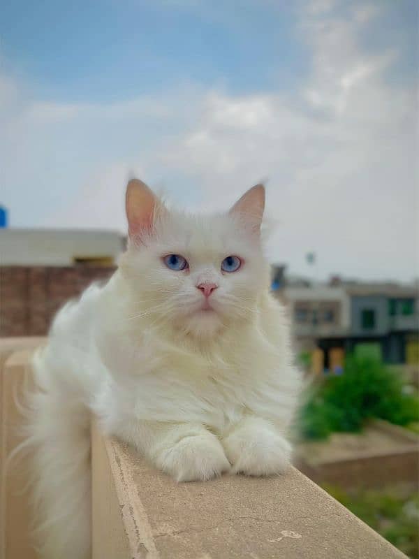 Persian Cat For Sale 0