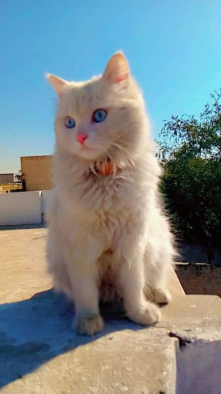 Persian Cat For Sale 2