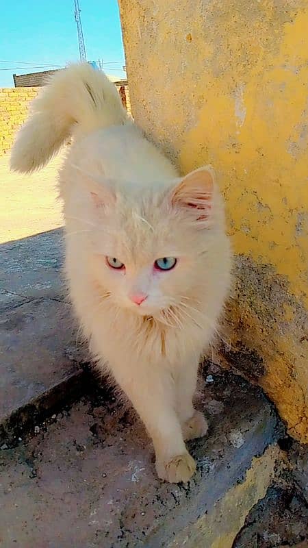 Persian Cat For Sale 4