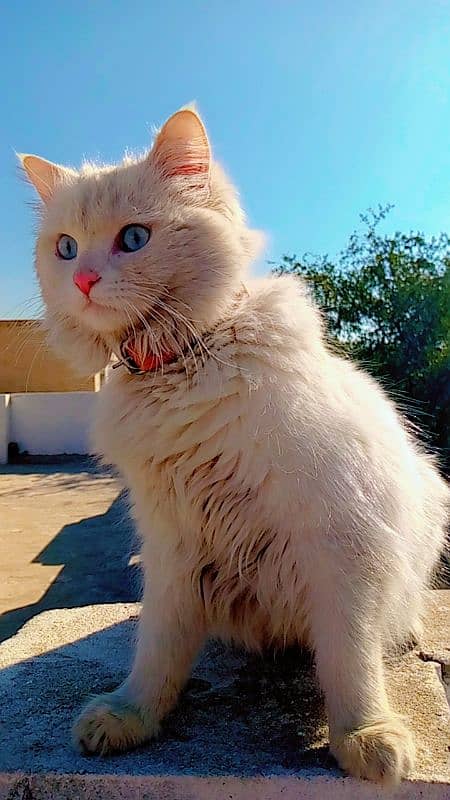 Persian Cat For Sale 5