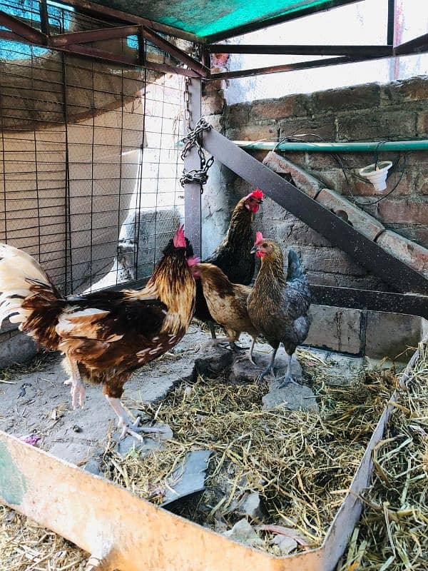 Hens for sale / انڈوں والی مرغیاں براۓ فروخت 0